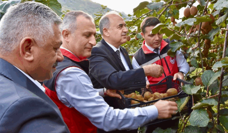 Vali Muammer Erol, Ordu’da Kivi Hasadına Katıldı: