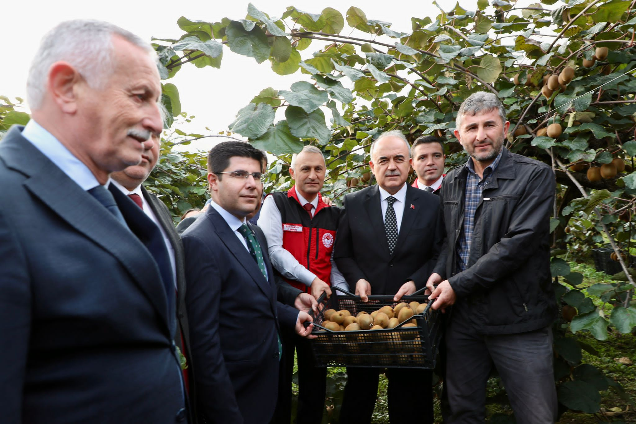 Vali Muammer Erol, Ordu’da Kivi Hasadına Katıldı: 4 Vali Muammer Erol, Ordu’da Kivi Hasadına Katıldı: