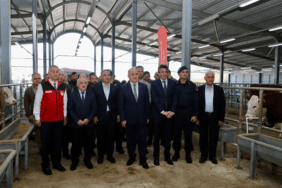 TULIP Projesi Kapsamında Üreticilere Gebe Simental Düve Desteği Sağlandı