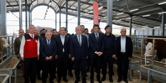 TULIP Projesi Kapsamında Üreticilere Gebe Simental Düve Desteği Sağlandı