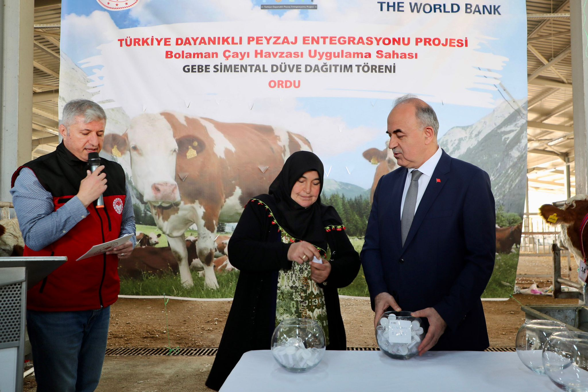 TULIP Projesi Kapsamında Üreticilere Gebe Simental Düve Desteği Sağlandı