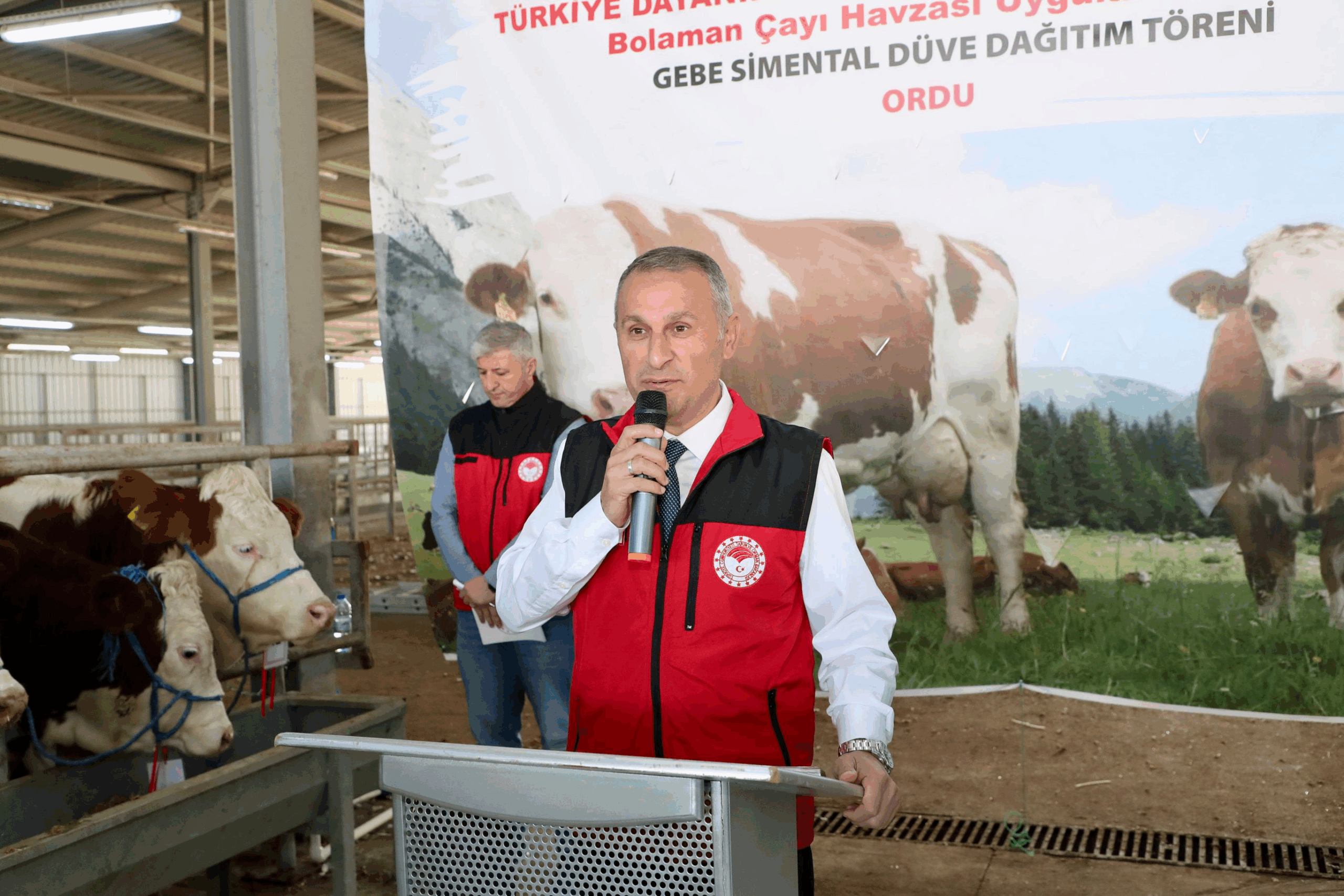TULIP Projesi Kapsamında Üreticilere Gebe Simental Düve Desteği Sağlandı