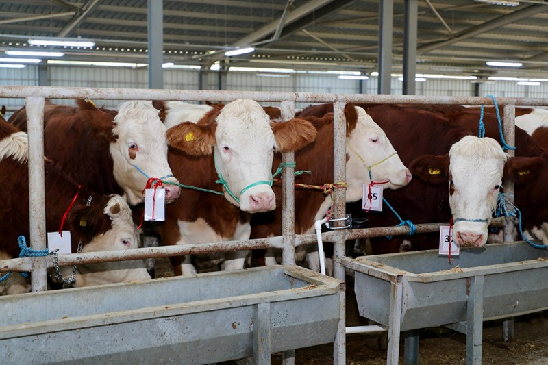 TULIP Projesi Kapsamında Üreticilere Gebe Simental Düve Desteği Sağlandı