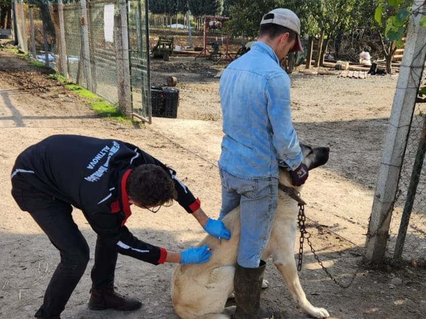 Yalova’da 17 Binden Fazla Evcil Hayvan Mikroçiplenerek Kayıt Altına Alındı