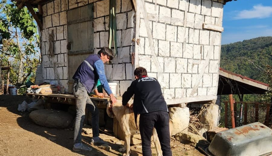 Yalova’da 17 Binden Fazla Evcil Hayvan Mikroçiplenerek Kayıt Altına Alındı