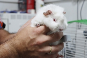 Yalova’da 60 Hafız İcazet Alıyor: Kur’an Tilavetleriyle Dolup Taşacak Manevi Bir Gün 1 thumbnail