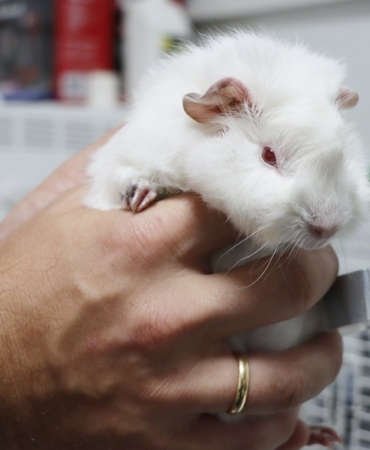 GİNEPİG SAHİPLENİLMEYİ BEKLİYOR