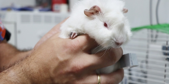 GİNEPİG SAHİPLENİLMEYİ BEKLİYOR