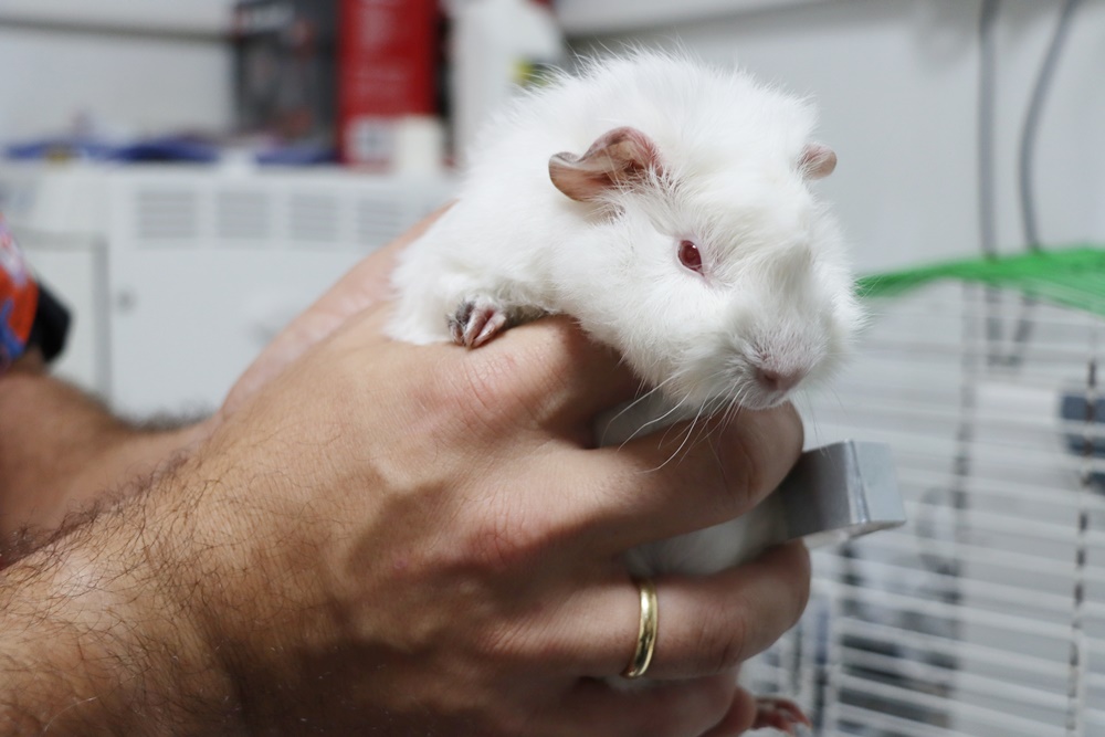 GİNEPİG SAHİPLENİLMEYİ BEKLİYOR