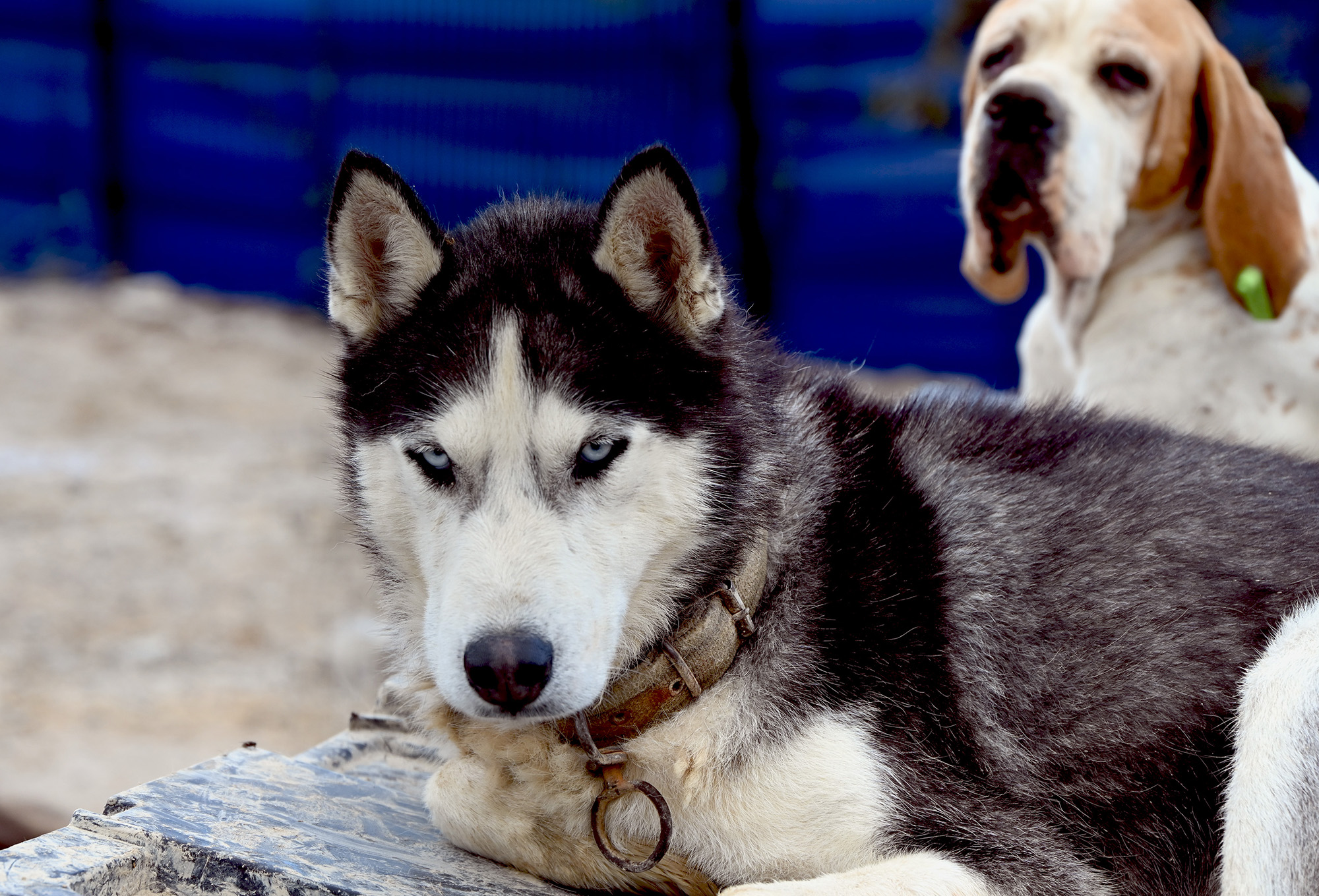YALOVA BELEDİYESİ’NDEN CAN DOSTLARA KAPSAMLI HİZMET