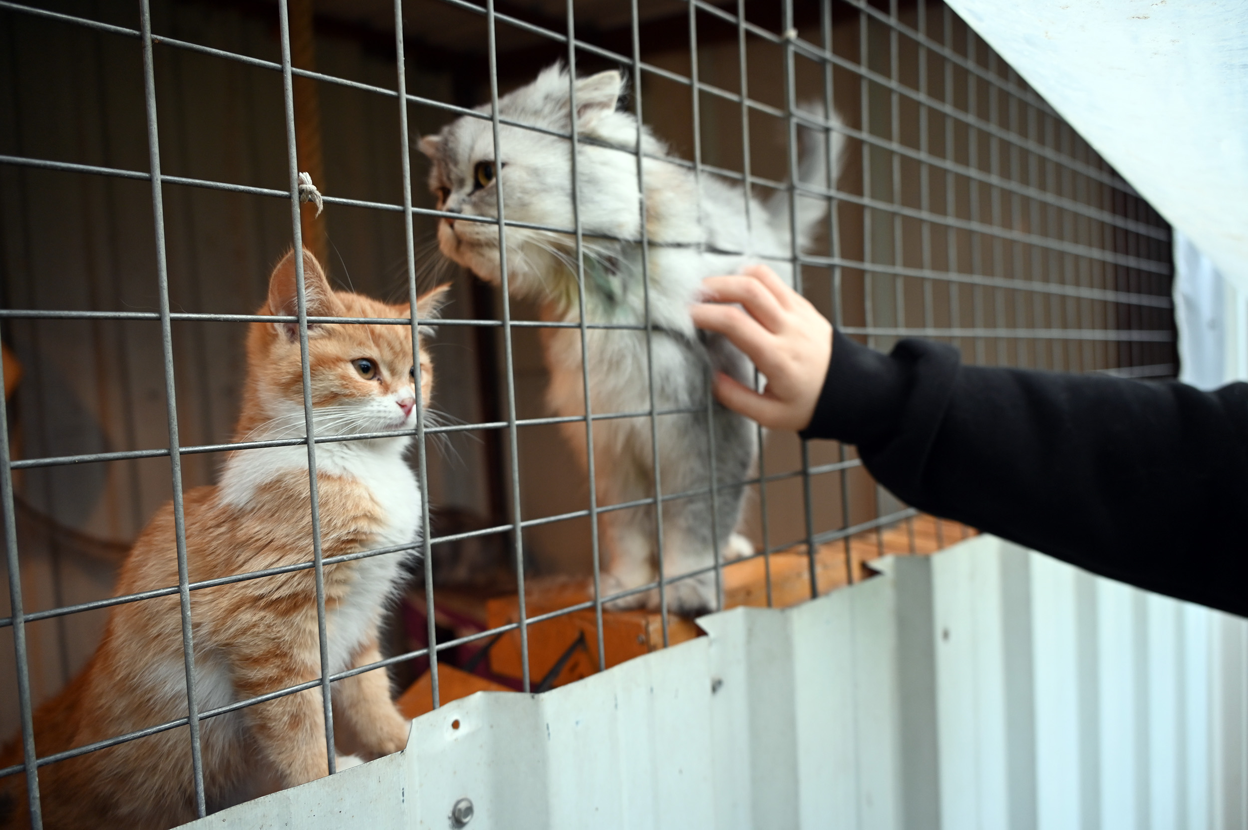 YALOVA BELEDİYESİ’NDEN CAN DOSTLARA KAPSAMLI HİZMET