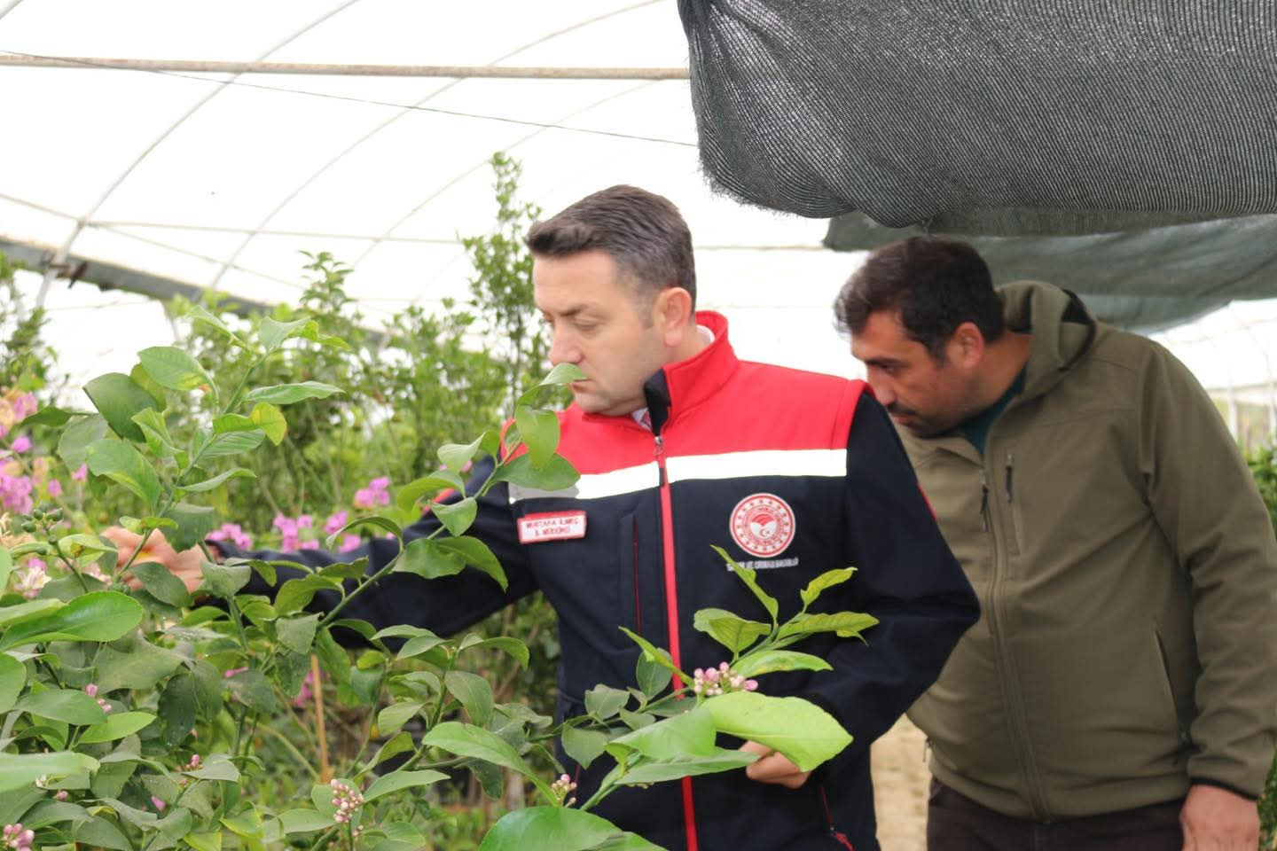 Yalova’da Meyve Fidanı Üretimine İl Müdürü’nden Yerinde İnceleme 4 Yalova’da Meyve Fidanı Üretimine İl Müdürü’nden Yerinde İnceleme