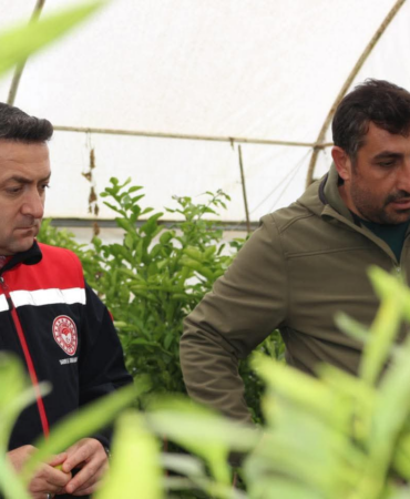 Yalova’da Meyve Fidanı Üretimine İl Müdürü’nden Yerinde İnceleme