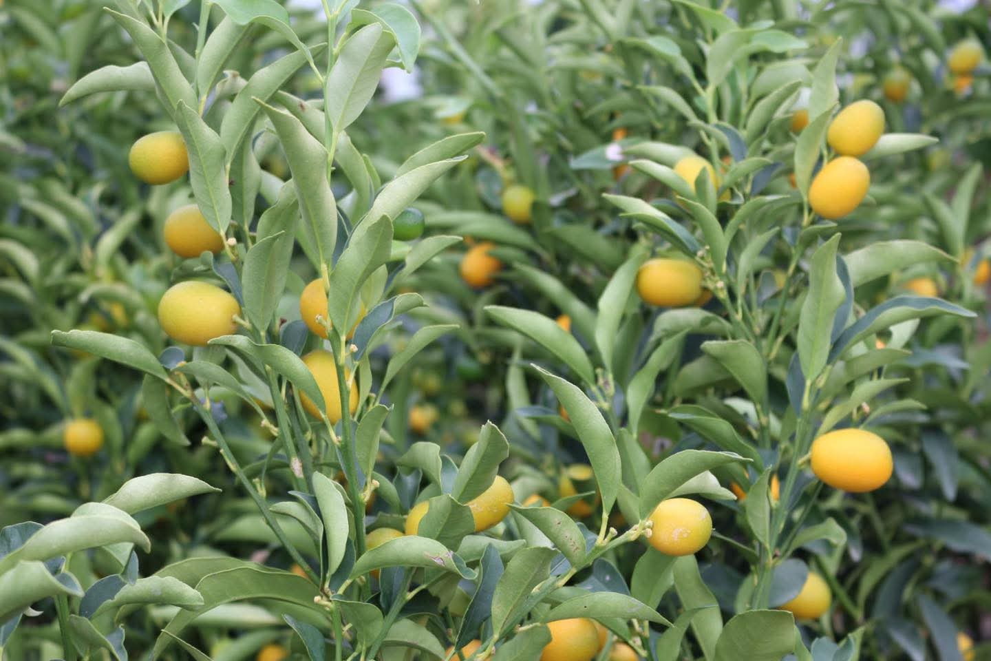 Yalova’da Meyve Fidanı Üretimine İl Müdürü’nden Yerinde İnceleme 5 Yalova’da Meyve Fidanı Üretimine İl Müdürü’nden Yerinde İnceleme