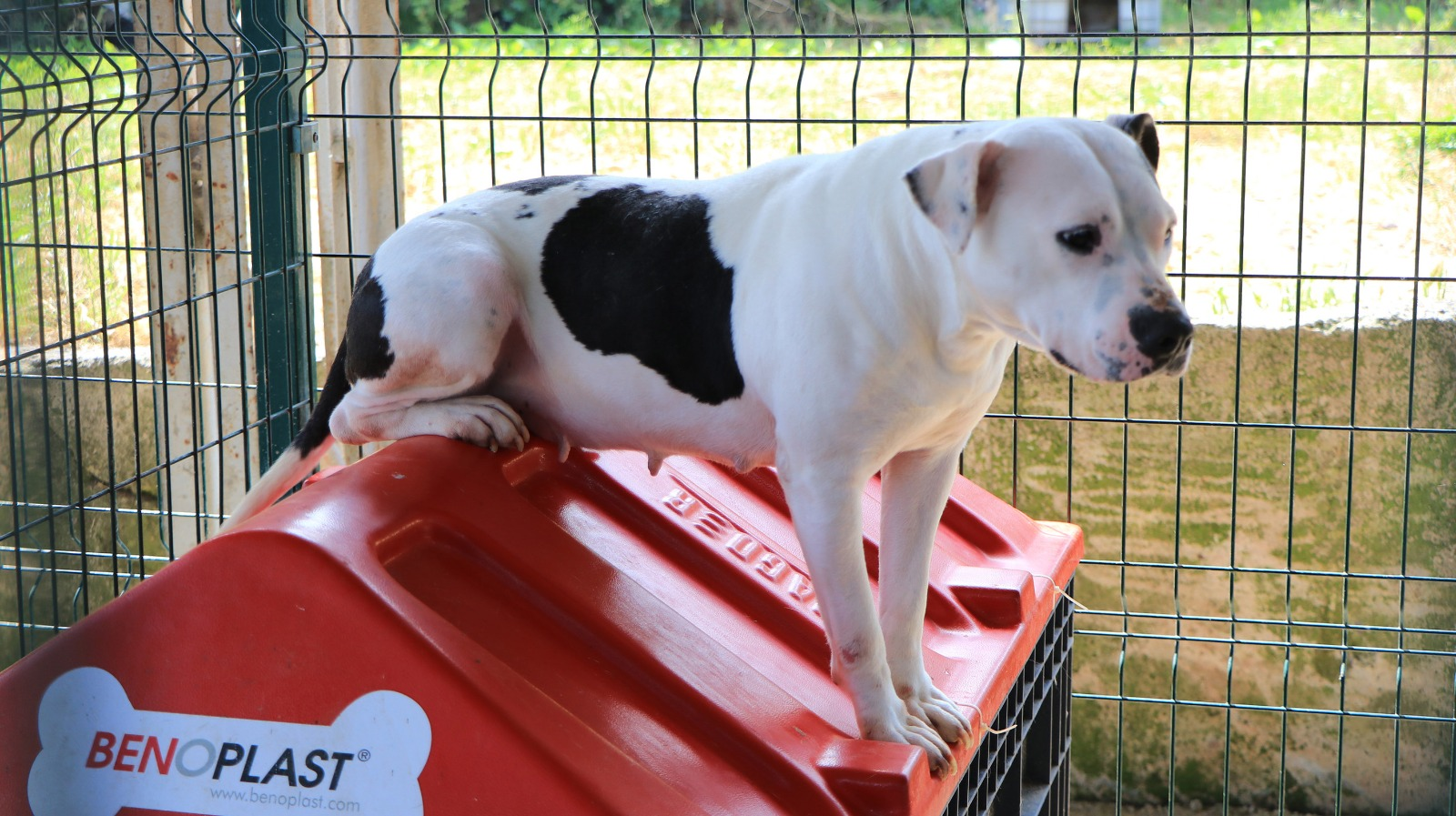 ÇİFTLİKKÖY’DE SOKAK HAYVANLARI İÇİN ÖRNEK İŞ BİRLİĞİ 5 ÇİFTLİKKÖY’DE SOKAK HAYVANLARI İÇİN ÖRNEK İŞ BİRLİĞİ