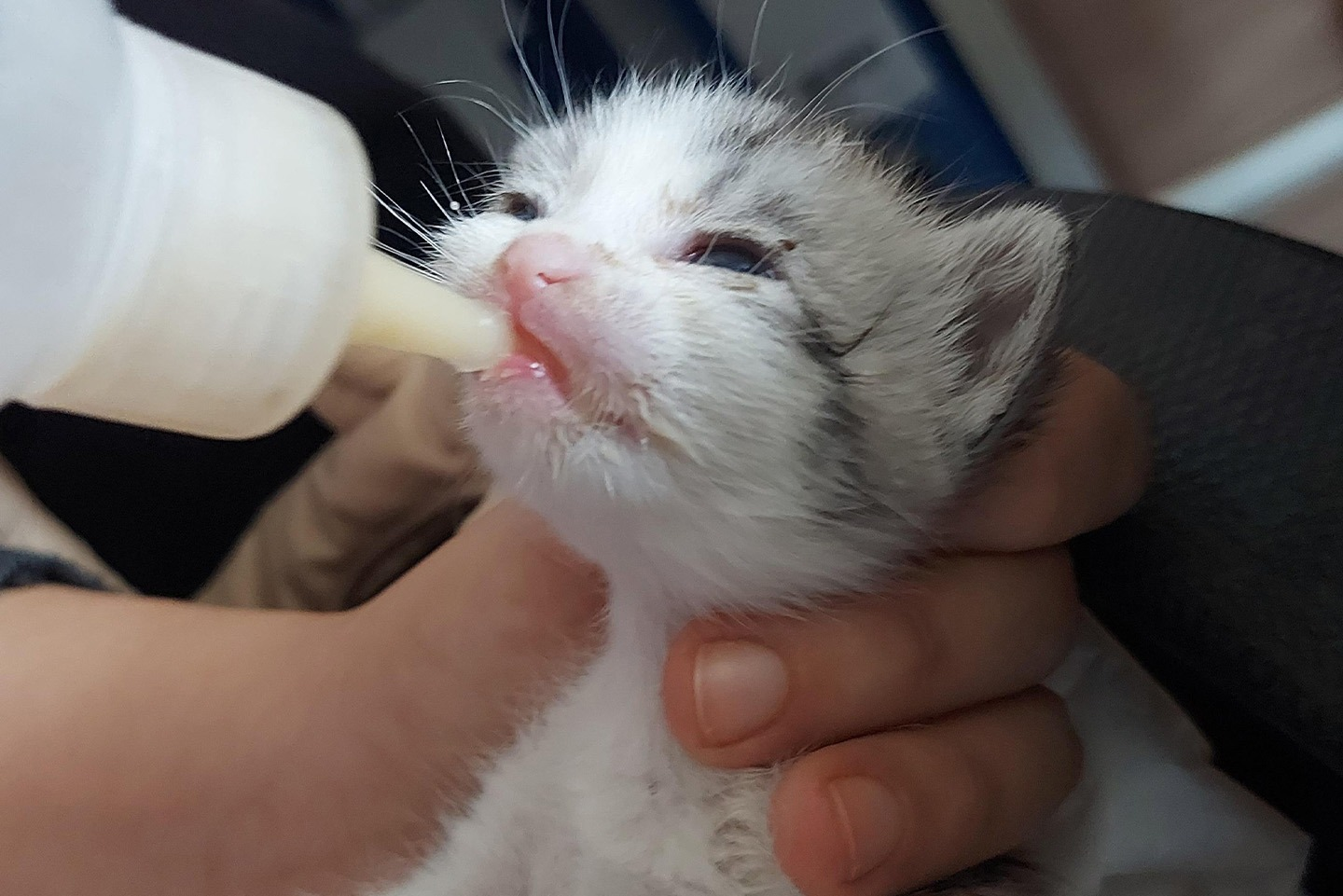 ÇİFTLİKKÖY’DE SOKAK HAYVANLARI İÇİN ÖRNEK İŞ BİRLİĞİ 6 ÇİFTLİKKÖY’DE SOKAK HAYVANLARI İÇİN ÖRNEK İŞ BİRLİĞİ