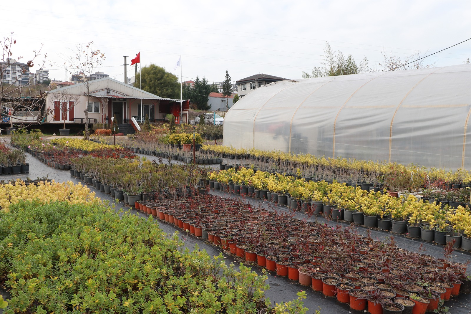 ÇİFTLİKKÖY BELEDİYESİ’NDE PEYZAJ BİTKİLERİ ÜRETİMİ SÜRÜYOR