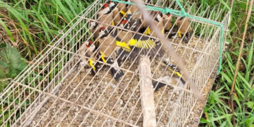 Kılıç Köyü Yakınlarında Kaçak Avcılığa Jandarma Darbesi: 19 Saka Kuşu Kurtarıldı, 182 Bin TL Ceza Kesildi