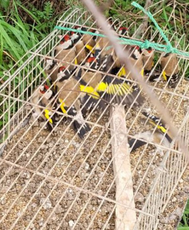 Kılıç Köyü Yakınlarında Kaçak Avcılığa Jandarma Darbesi: 19 Saka Kuşu Kurtarıldı, 182 Bin TL Ceza Kesildi