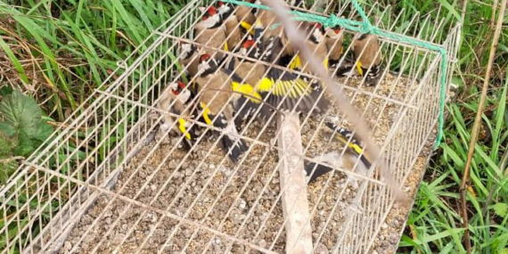 Kılıç Köyü Yakınlarında Kaçak Avcılığa Jandarma Darbesi: 19 Saka Kuşu Kurtarıldı, 182 Bin TL Ceza Kesildi