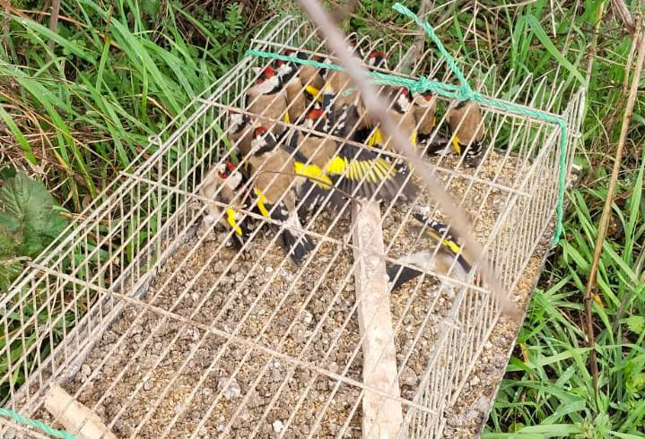 Kılıç Köyü Yakınlarında Kaçak Avcılığa Jandarma Darbesi: 19 Saka Kuşu Kurtarıldı, 182 Bin TL Ceza Kesildi