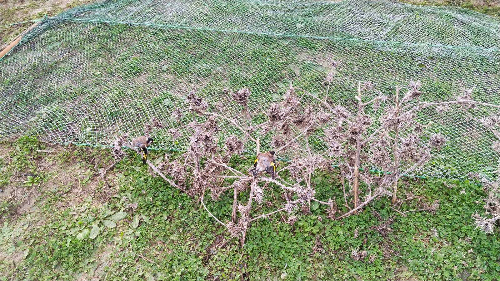 Kılıç Köyü Yakınlarında Kaçak Avcılığa Jandarma Darbesi: 19 Saka Kuşu Kurtarıldı, 182 Bin TL Ceza Kesildi