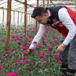 Yalova Şebboy Üretiminde Türkiye Lideri: İl Müdürü Mustafa İlmeç’ten Seralara Yerinde İnceleme