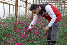 Yalova Şebboy Üretiminde Türkiye Lideri: İl Müdürü Mustafa İlmeç’ten Seralara Yerinde İnceleme