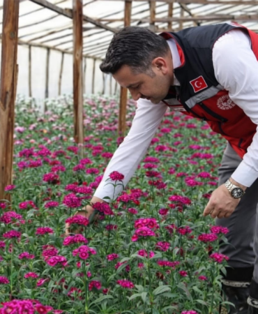 Yalova Şebboy Üretiminde Türkiye Lideri: İl Müdürü Mustafa İlmeç’ten Seralara Yerinde İnceleme