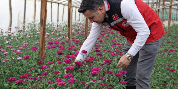 Yalova Şebboy Üretiminde Türkiye Lideri: İl Müdürü Mustafa İlmeç’ten Seralara Yerinde İnceleme