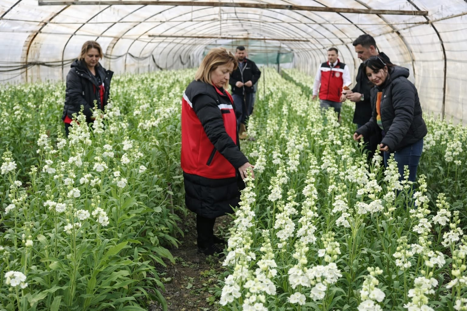 Yalova Şebboy Üretiminde Türkiye Lideri: İl Müdürü Mustafa İlmeç’ten Seralara Yerinde İnceleme