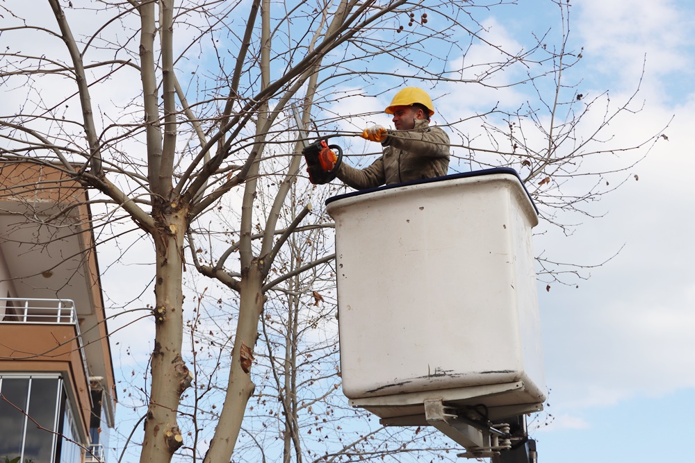 BUDAMA ÇALIŞMALARI DEVAM EDİYOR 4 BUDAMA ÇALIŞMALARI DEVAM EDİYOR