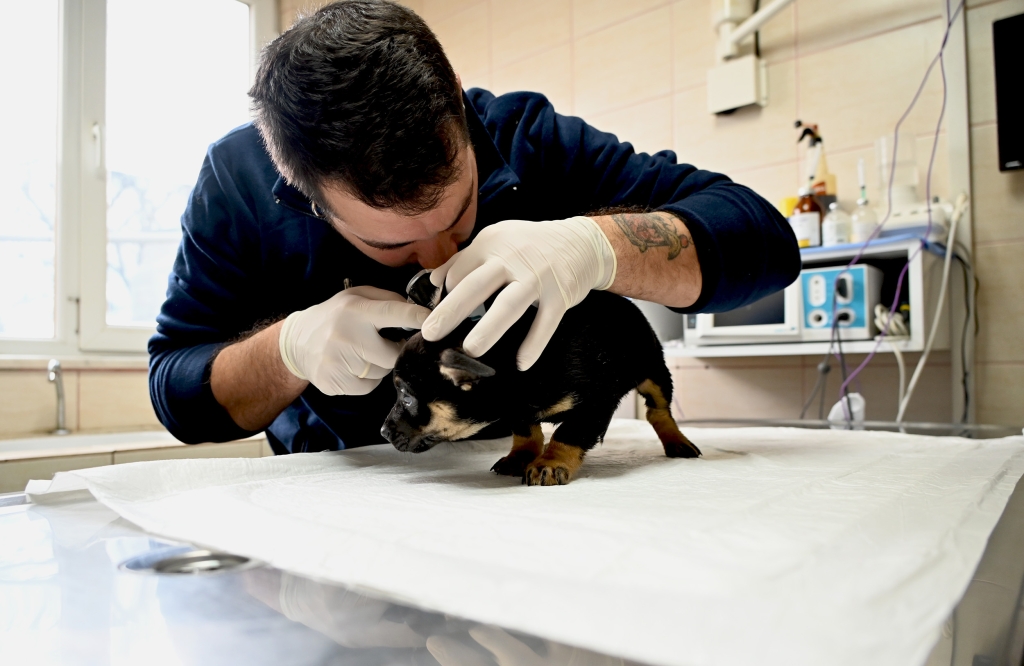 YALOVA BELEDİYESİ’NDEN SAHİPSİZ YAVRULARA ŞEFKAT ELİ