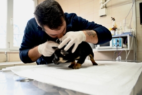 YALOVA BELEDİYESİ’NDEN SAHİPSİZ YAVRULARA ŞEFKAT ELİ