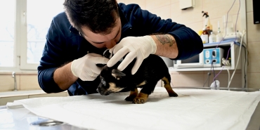 YALOVA BELEDİYESİ’NDEN SAHİPSİZ YAVRULARA ŞEFKAT ELİ