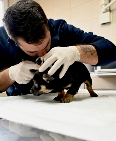 YALOVA BELEDİYESİ’NDEN SAHİPSİZ YAVRULARA ŞEFKAT ELİ