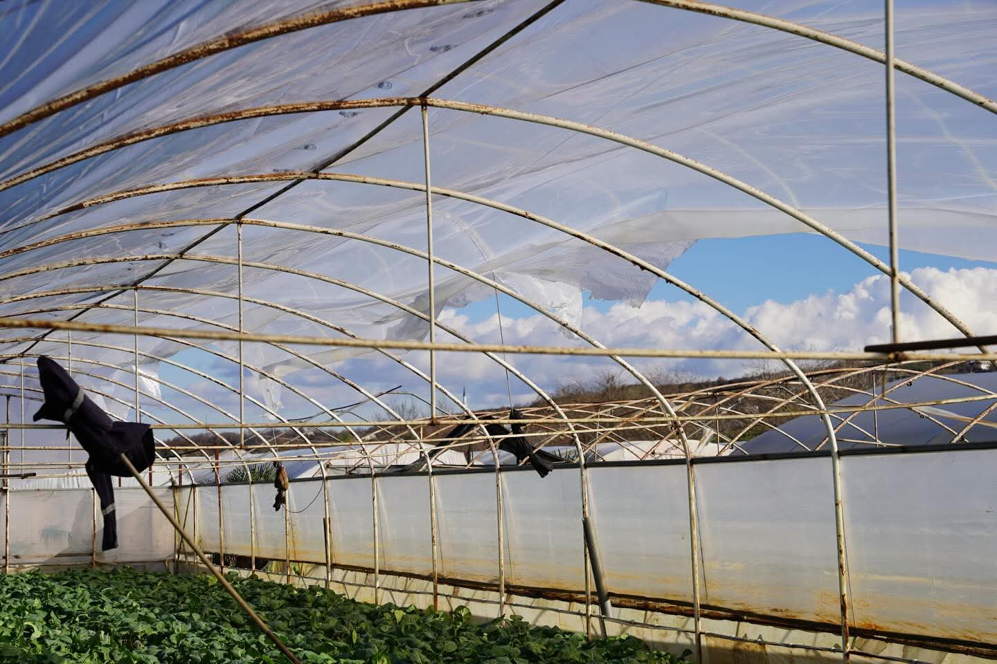 Şiddetli Rüzgâr Tarımı Vurdu: Kadıköy’de Hasar Tespit Çalışmaları Sürüyor