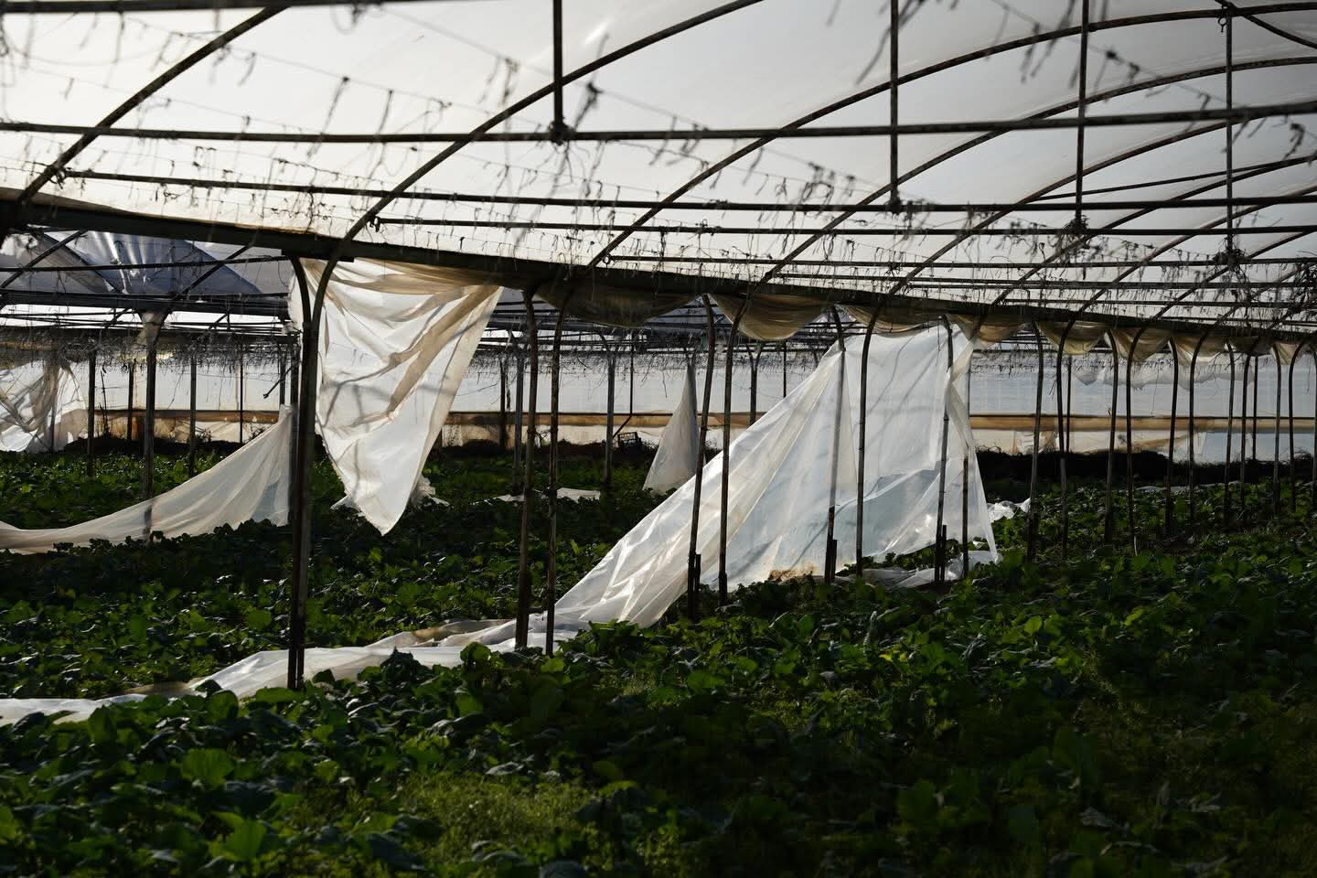 Şiddetli Rüzgâr Tarımı Vurdu: Kadıköy’de Hasar Tespit Çalışmaları Sürüyor