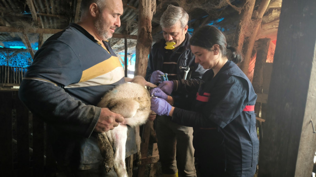 Yalova’da Hayvan Sağlığı İçin Kapsamlı Çalışmalar 2025 Boyunca Aralıksız Devam Etti