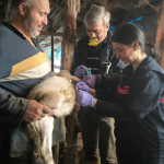 Yalova’da Hayvan Sağlığı İçin Kapsamlı Çalışmalar 2025 Boyunca Aralıksız Devam Etti