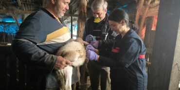 Yalova’da Hayvan Sağlığı İçin Kapsamlı Çalışmalar 2025 Boyunca Aralıksız Devam Etti