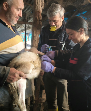 Yalova’da Hayvan Sağlığı İçin Kapsamlı Çalışmalar 2025 Boyunca Aralıksız Devam Etti