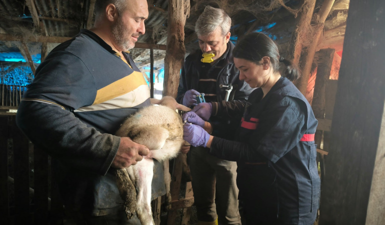 Yalova’da Hayvan Sağlığı İçin Kapsamlı Çalışmalar 2025 Boyunca Aralıksız Devam Etti