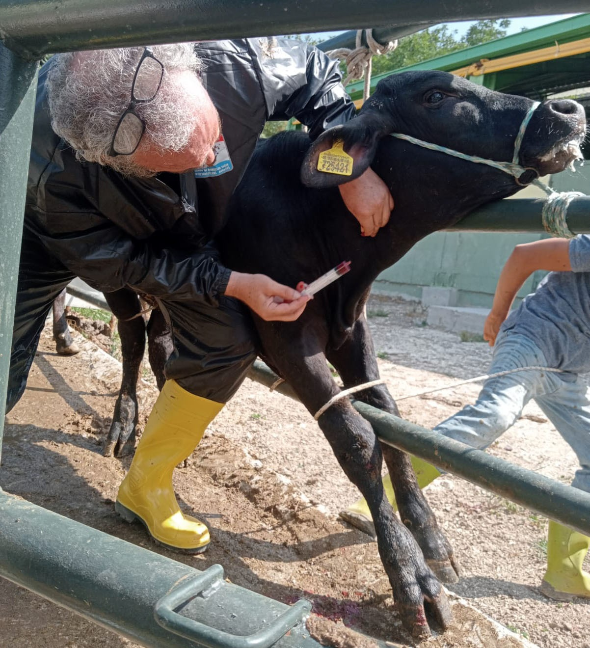 Yalova’da Hayvan Sağlığı İçin Kapsamlı Çalışmalar 2025 Boyunca Aralıksız Devam Etti