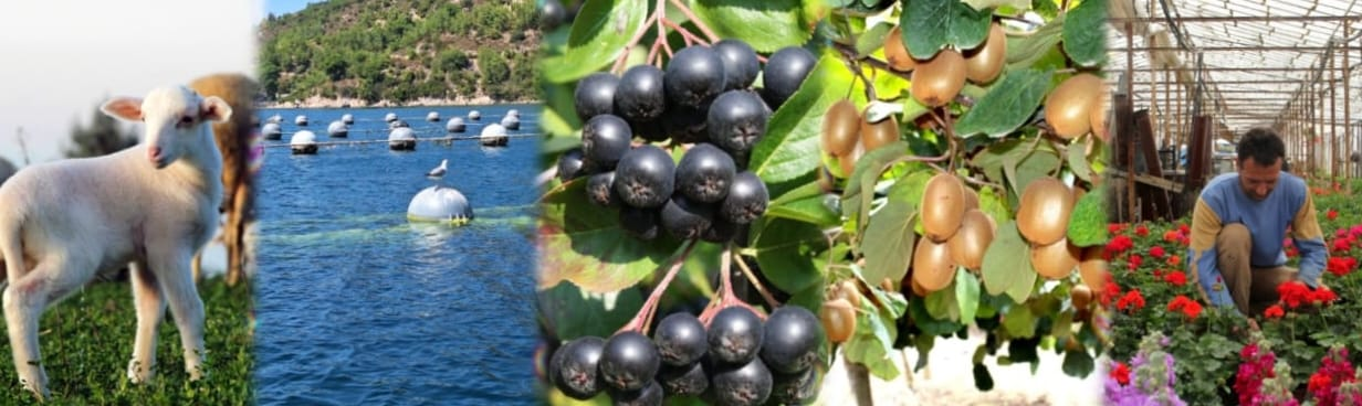 Mustafa İlmeç Tarım Orman Ekranı’nda Yalova Tarımının Gücünü Anlattı