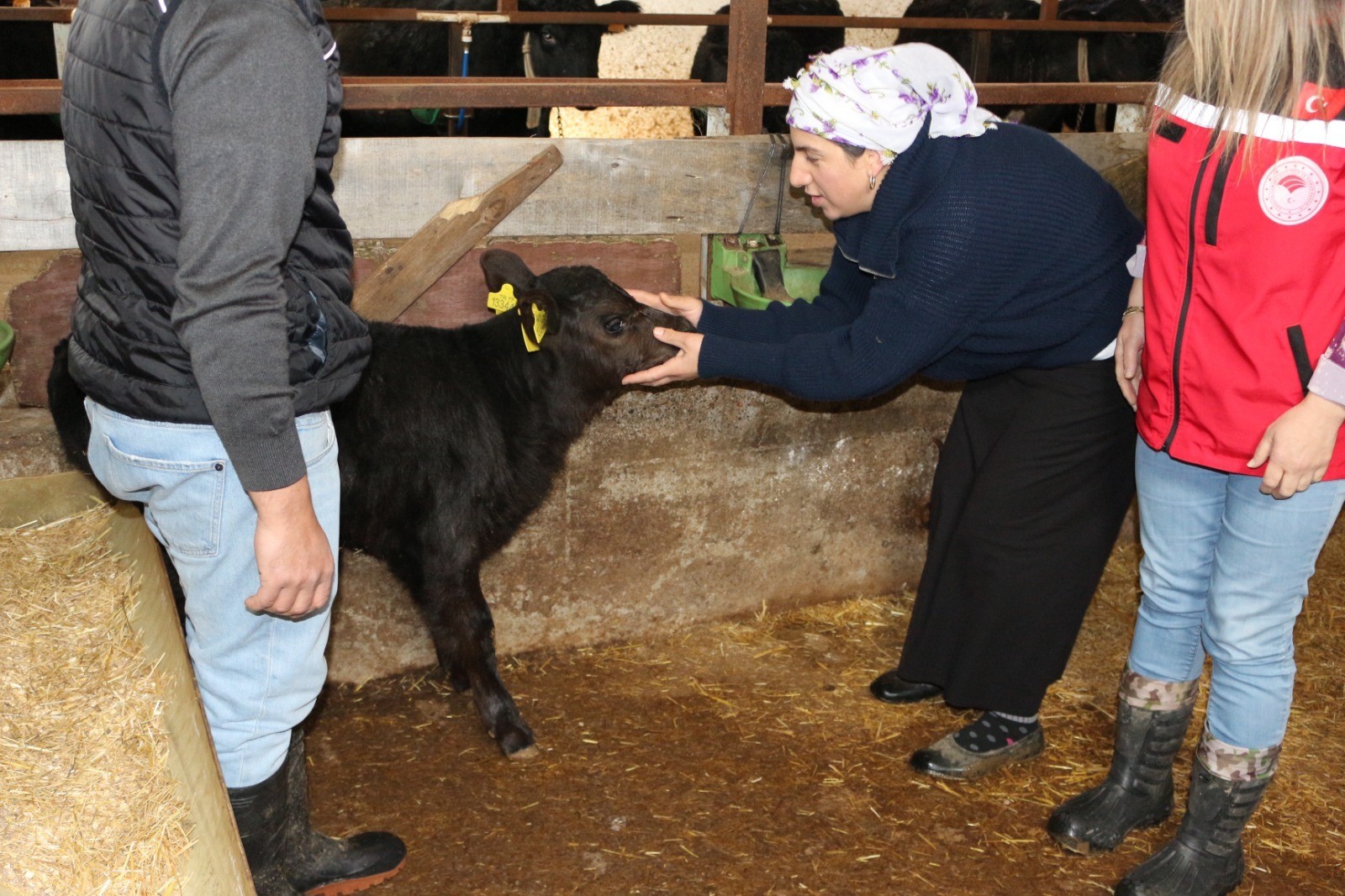 Kırsalda Bereket Projesi Meyvelerini Vermeye Başladı: Angus Düveler İlk Buzağılarını Verdi