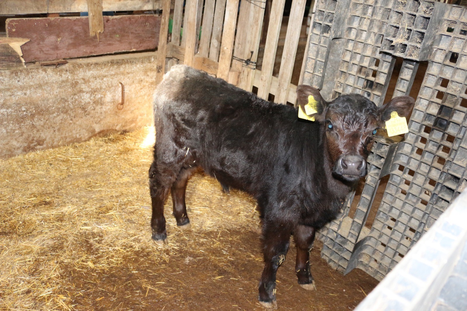 Kırsalda Bereket Projesi Meyvelerini Vermeye Başladı: Angus Düveler İlk Buzağılarını Verdi