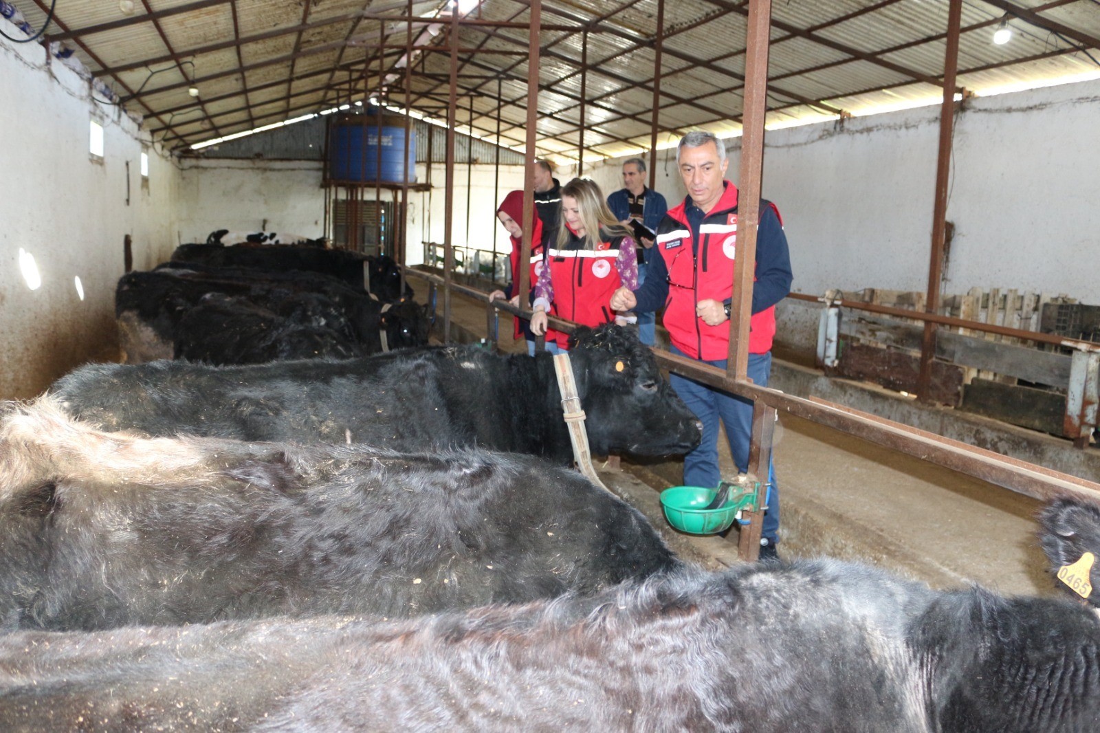 Kırsalda Bereket Projesi Meyvelerini Vermeye Başladı: Angus Düveler İlk Buzağılarını Verdi
