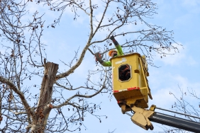 GAZİ PAŞA CADDESİ’NDE BUDAMA DEVAM EDİYOR