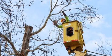 GAZİ PAŞA CADDESİ’NDE BUDAMA DEVAM EDİYOR